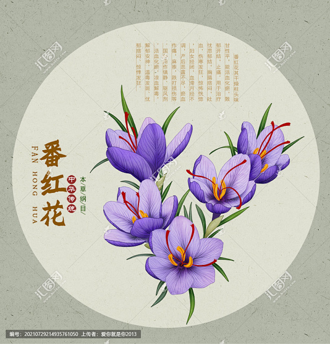 紫色花 药材医草 手绘值物花草 手绘中草药 中草药包装插画 草本植物
