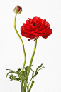 全部尺寸 | Ranunculus asiaticus | Flickr - 相片分享！