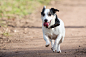 Happy Dog by Anke van de Vorst on 500px