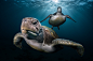 绿海龟，Chelonia mydas，沿着礁石游泳