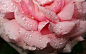 玫瑰, 花瓣, 雨滴, 水, 花园, 自然