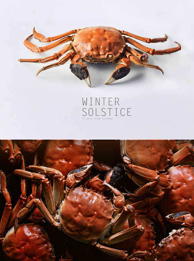 winter crab : crab