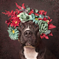 The softer side of pit bulls