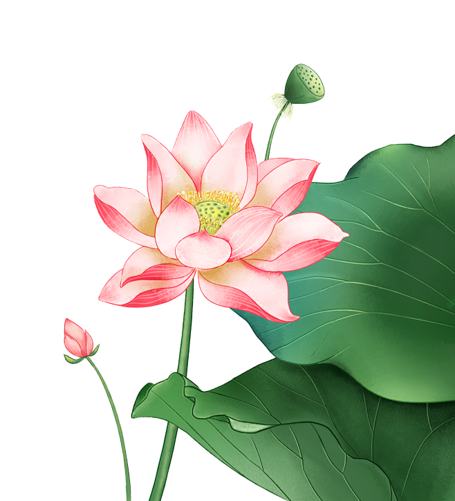 莲花荷花元素(45)