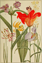 Rocky_Mountain_flowers_-_an_illustrated_guide_for_plant-lovers_and_plant-users_(1920)_(14781816251)