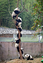 ^ 熊猫上树