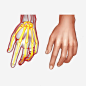 手绘的手与手部骨骼png免抠素材_新图网 https://ixintu.com 手绘 手 骨骼 简笔画 骨头 医学
