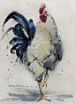 来自俄罗斯水彩艺术家 Olga Flerova 笔下的 鸡。 ​​​​
