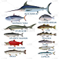 动物,鱼类,菜单,渔业,清新,食品,鲟鱼,大西洋,餐馆,水生动植物