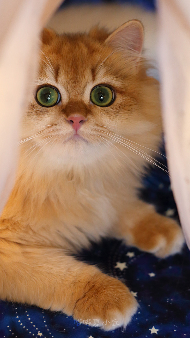 宠物摄影  小猫咪  金渐层  萌宠