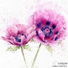 水彩--银莲花 - 高清图片，堆糖，美图壁纸兴趣社区