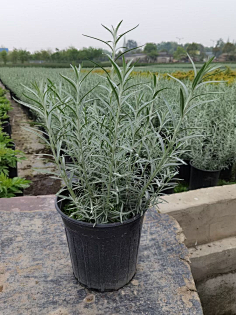 植物乔灌木