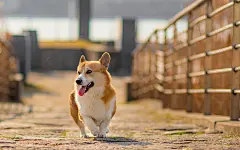 可爱黄色狗狗图片高清桌面壁纸