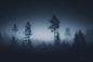 Ethereal Silence : Ethereal silence captured in photos of finnish forests and trees.