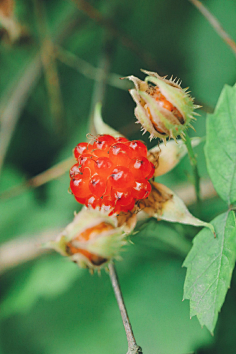 倾婷1004采集到野果