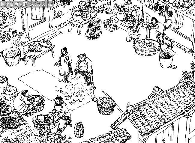 古代制茶工艺流程插画
