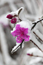 雪寂花枝