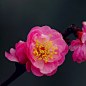 红梅花儿开