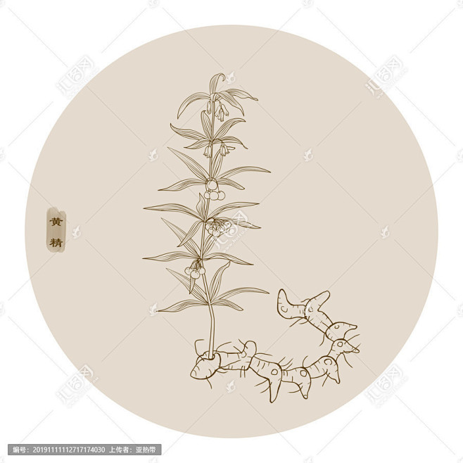 线描鸡头黄精