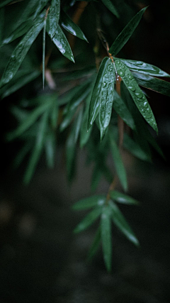 烛梦云乡采集到背景