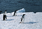 高清企鹅群居生活图片