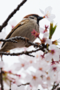 Untitled, days-photo-diary: でも、飲めるうちに桜の蜜をたーくさん飲んどかなきゃねー♪... : days-photo-diary:
“でも、飲めるうちに桜の蜜をたーくさん飲んどかなきゃねー♪ #スズメ #Sparrows #鳥 #Birds #東京 #写真好きな人と繋がりたい #花 #桜
”