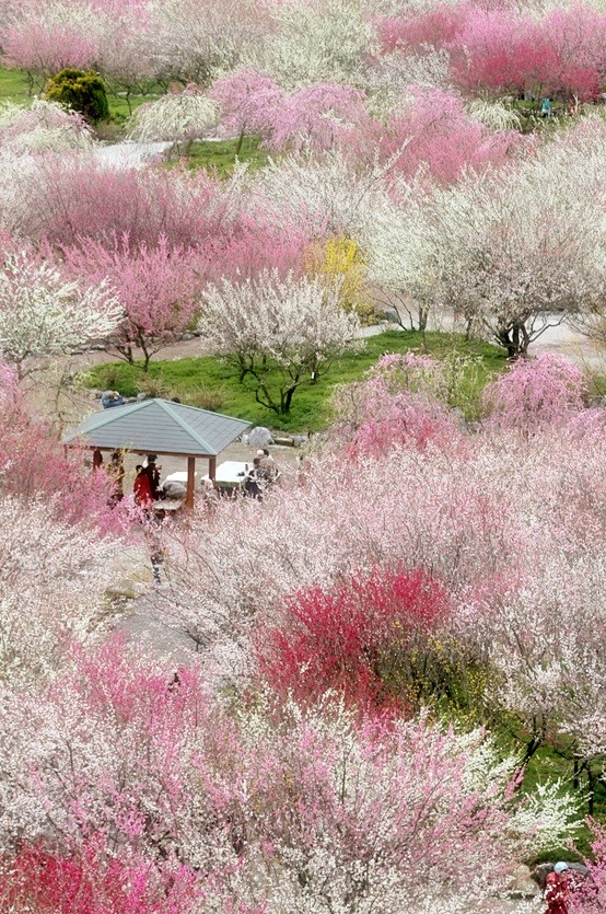 【日本】櫻花盛開的季節