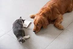 点击来源直接获取大图文件 |Golden Hound and British short-haired cat