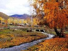 phywm采集到新疆阿勒泰白哈巴风景