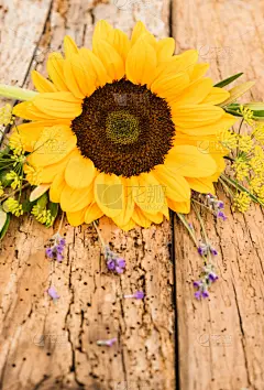 花束,黄色,向日葵,垂直画幅,贺卡,留白,无人,夏天,生日,乡村风格