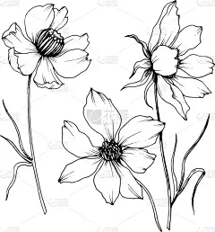 黑色,大波斯菊,植物学,壁纸,植物群,春天,乡村风格,花,剪影