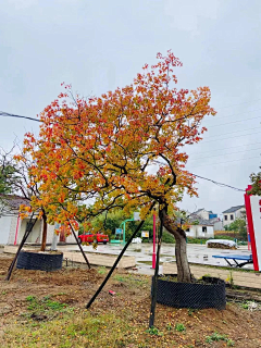 顾慕兰采集到植物品种