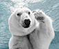 水里的北极熊~~~超可爱