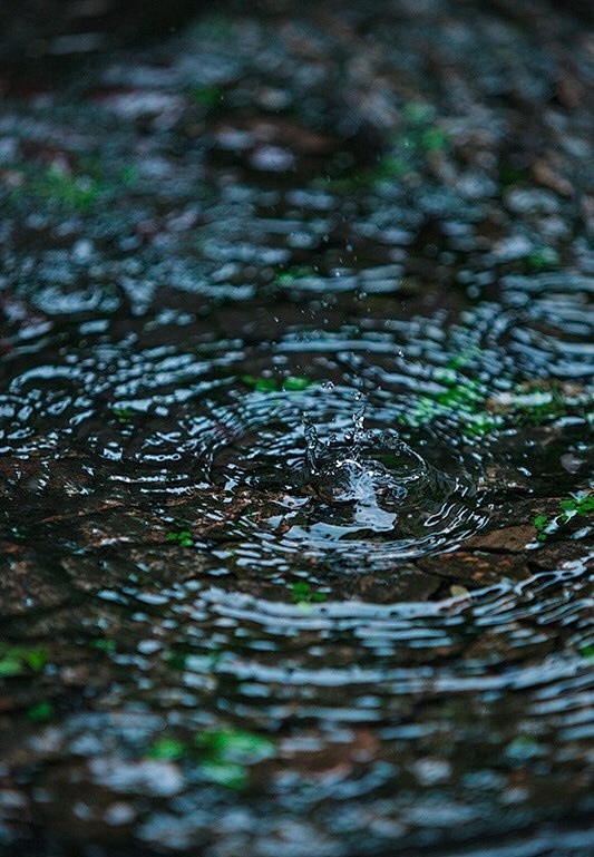 『   林花经雨香犹在，芳草留人意自闲 ...