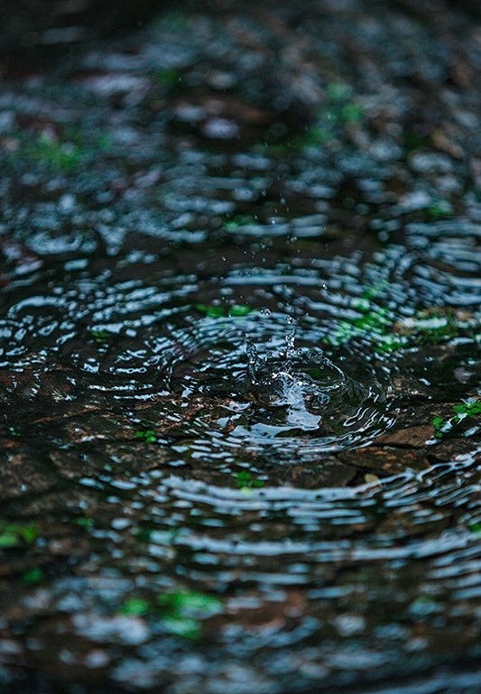 『   林花经雨香犹在，芳草留人意自闲 ...