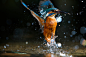 Image of Kingfisher Erupts out of water, prints available to buy