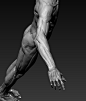 ecorche study, Adam Daroszewski : ecorche study of a measured model