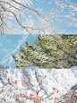 雪后黄山：玉树琼枝 - 小红书