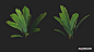 3D Plant Assets