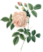 花 (1)