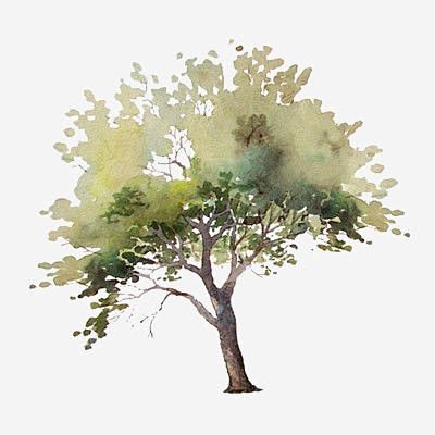 trees,green leaves,g...
