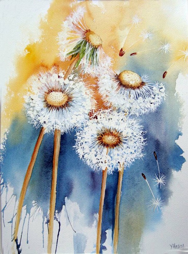 水彩 蒲公英 花卉