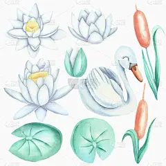 天鹅，百合，芦苇。jpg