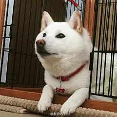 这只叫做琥太郎的白柴宝宝，明明是个高颜值大帅比，却总是喜欢靠着笼子磕自己鼻子露出门牙，好啦好啦露了牙你还是最帅么么哒快把你的鼻子放回去好嘛！