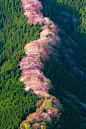 Cherries trees - Nara - Japan ( Grean Renaicense):