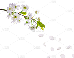 SJFZH采集到节气元素
