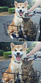 蠢萌柴柴和高冷猫咪的日常，没头脑和不高兴