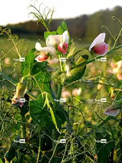 豌豆 花壁纸 美丽的花朵 植物 花 性质 花卉 植物开花 绿色