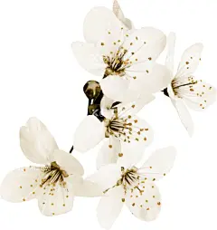 花朵   - 源文件下载【酷图网】花朵,樱花,花瓣,粉色花,桃花免扣,小清新,樱花免扣,春天,桃花,梨花,樱花背景,樱花盛开,花草,花卉,浪漫,情人节,芳香,盛开,花朵卡通图片,手绘樱花,花朵背景,樱花素材,唯美素材,唯美樱花,粉色,唯美,古典花纹,手绘梅花,腊梅,红梅,梅花图片