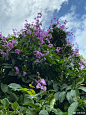 大叶紫薇，别称有：百日红、巴拿巴、五里香、红薇花、百日红、佛泪花